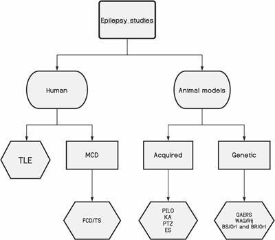 Neuroproteomics in Epilepsy: What Do We Know so Far?